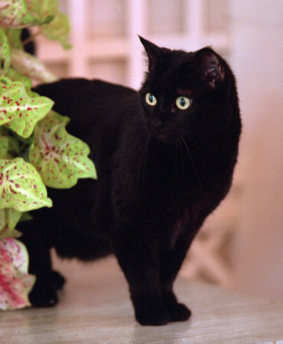 India "Willie," George W. Bush's Pet Cat